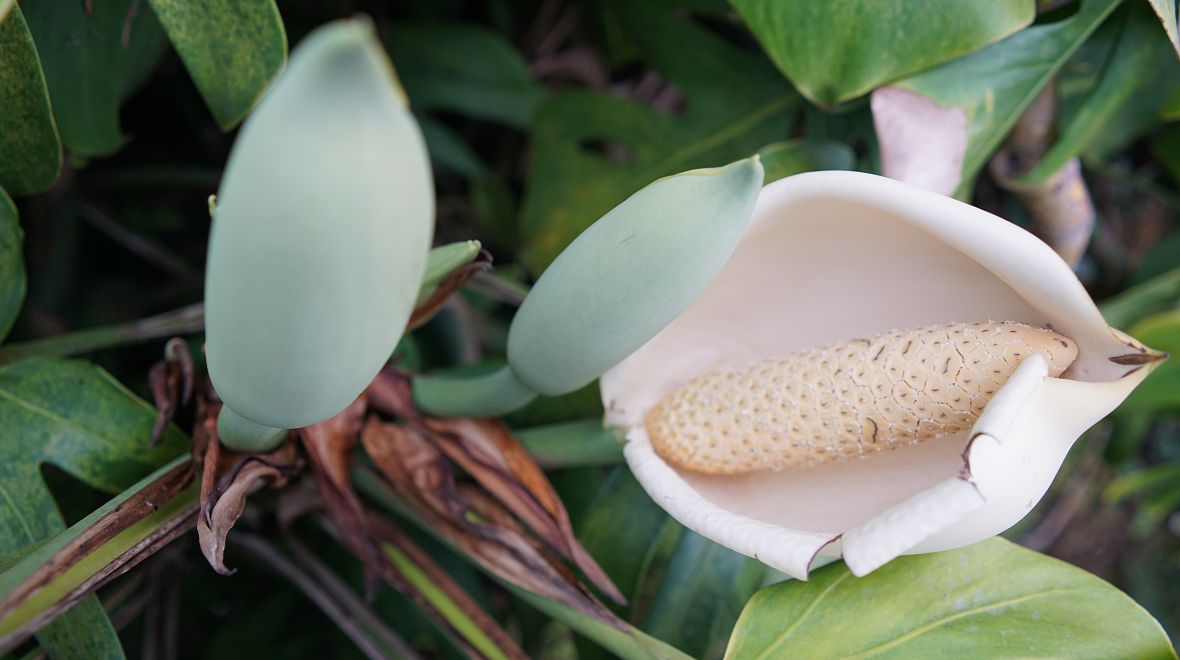 Zralý plod monstery deliciosa je oblíbenou místní pochoutkou