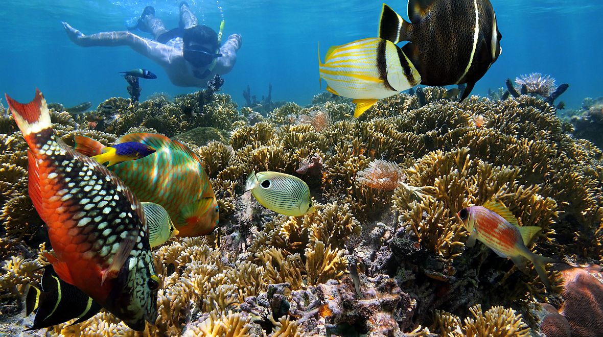 Karibik je rájem korálových útesů