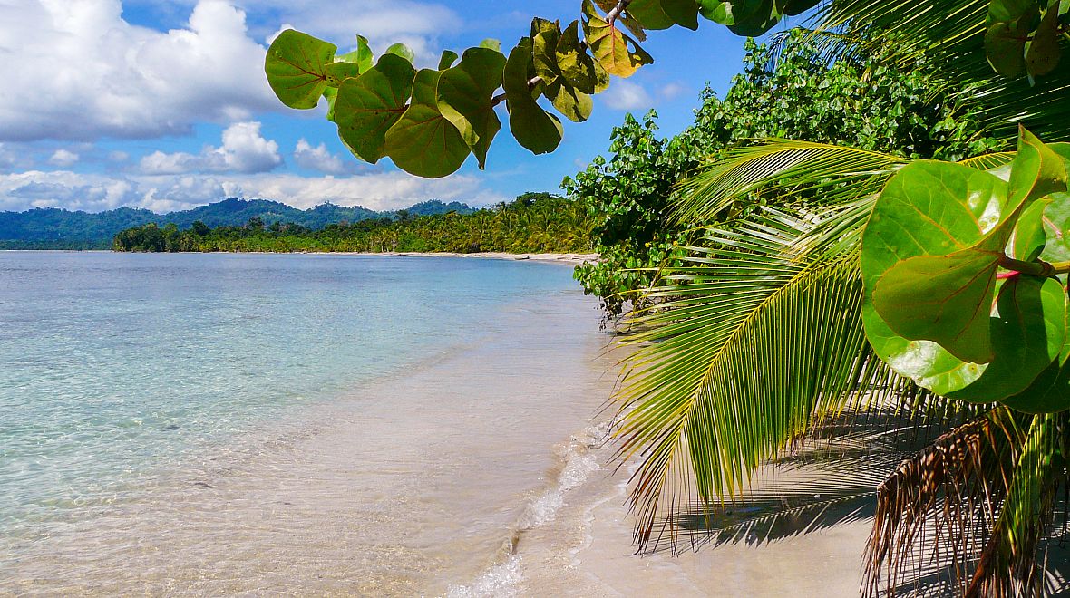 Pláže v NP Cahuita lemují stromy a palmy