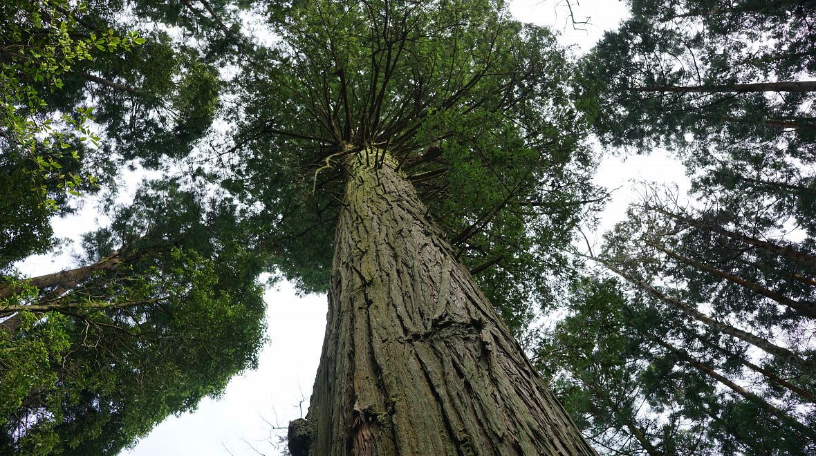 Majestátní sekvoje v lesní zahradě Mata Jardim José do Canto