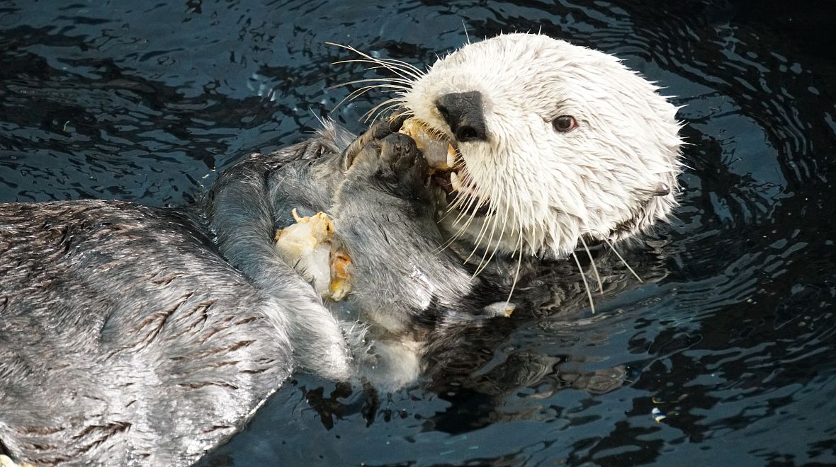 Největší bavič v domě – vydra mořská se svou svačinou