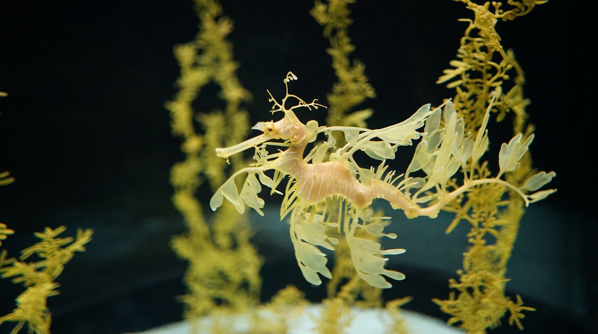 Rostlina, nebo živý tvor? Podivuhodný řasovník rozedraný vás nechá na pochybách