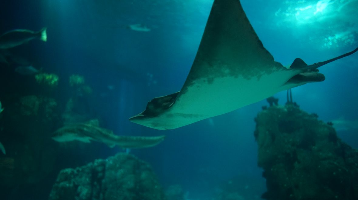 Vcítíte se do role potápěčů, a přitom zůstanete úplně v suchu