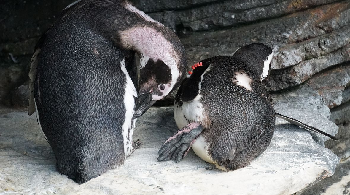 Žijí tady i sympatičtí tučňáci magellanští