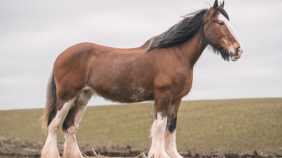 Kůň plemene Clydesdale