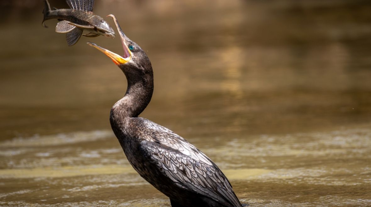 Místo je rájem pro ornitology