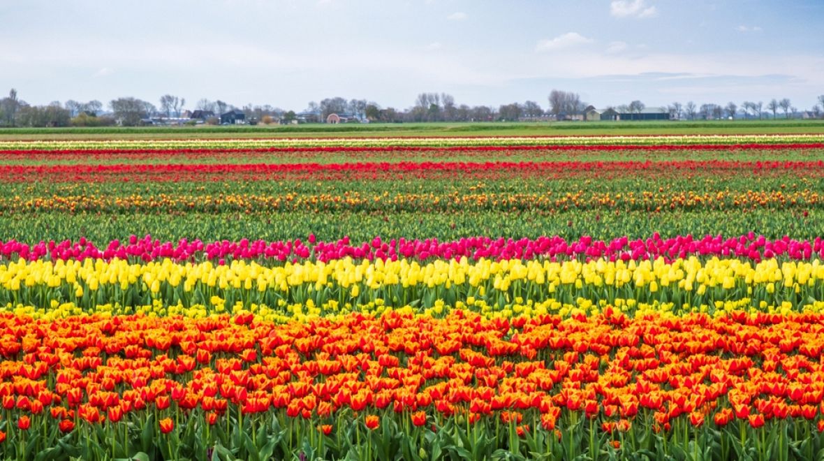 Na tulipány narazíte na každém rohu