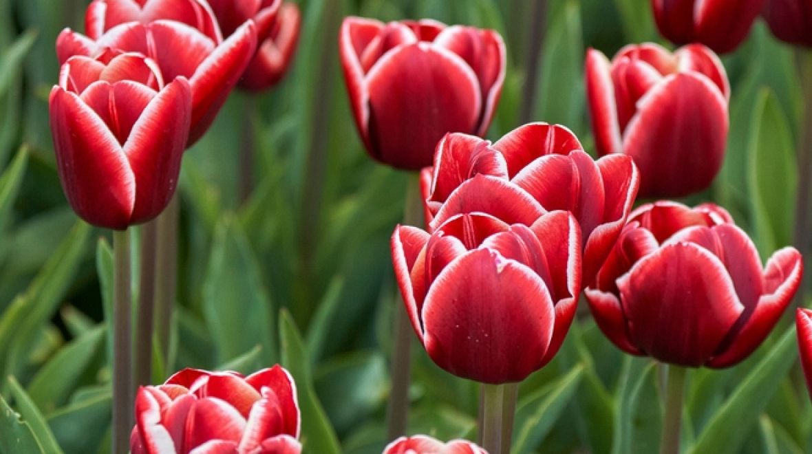Který druh tulipánů okouzlil vás?