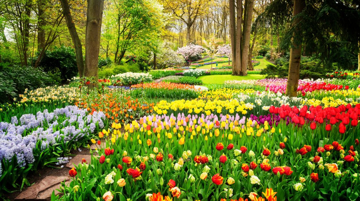 Tulipánové záhony v Keukenhofu