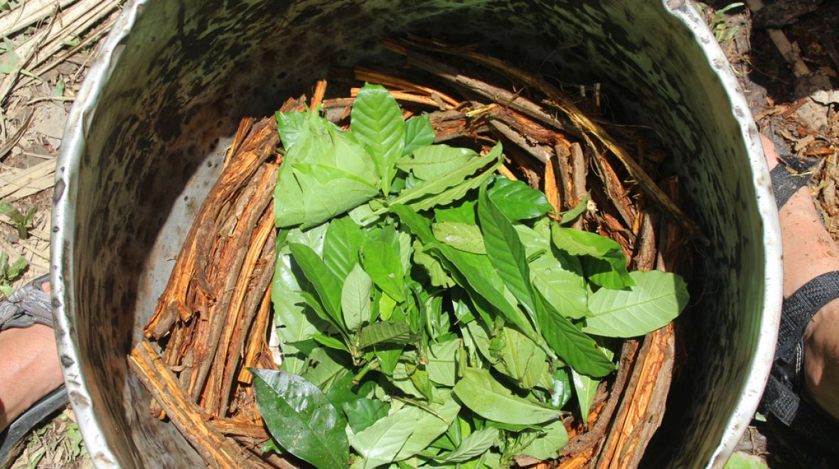 Posvátná liána ayahuasca