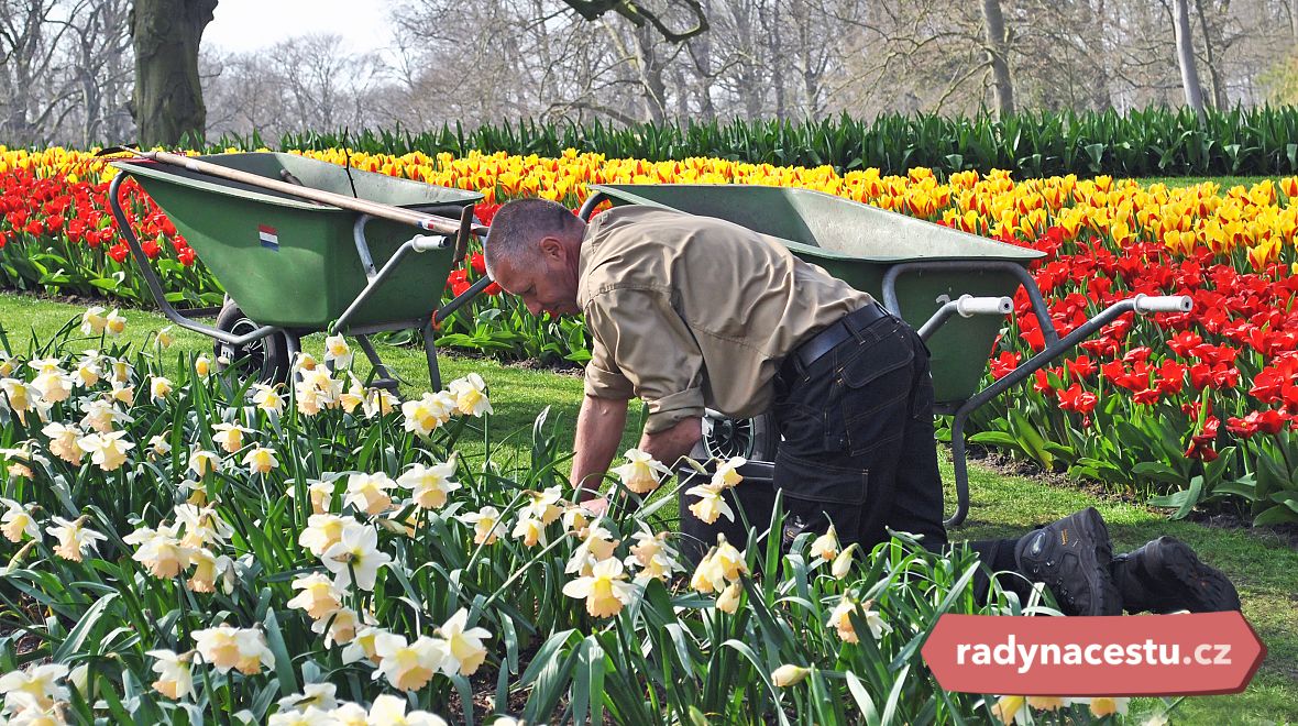 O tulipány se stará několik desítek zahradníků