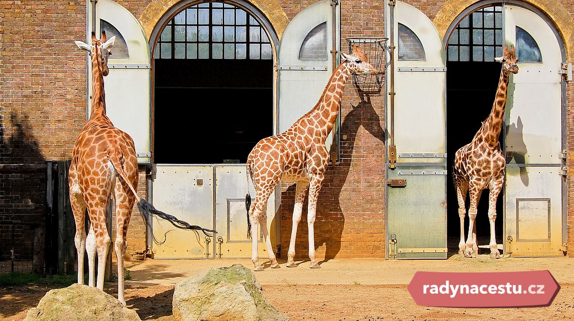 Žirafy v londýnské ZOO