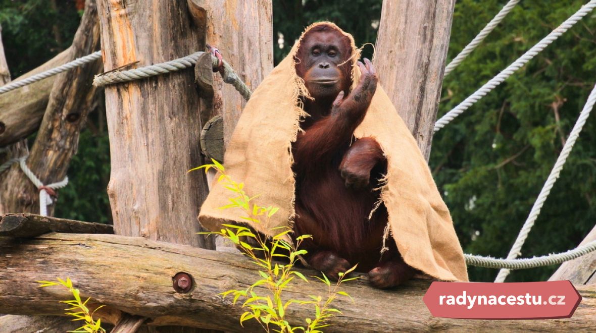 Hravý orangutan v zoo u Schönbrunnu