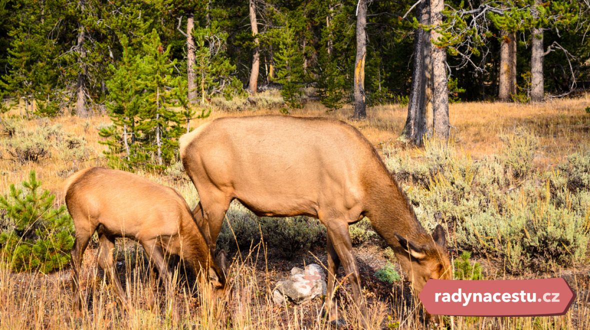 Wapiti je největší rasa jelena lesního na světě. Setkání s ním vás čeká v NP v USA 