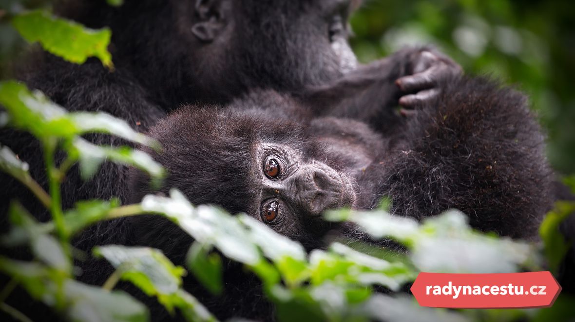 Objevte kouzlo Ugandy, tak pevně spjaté s nedotčenou přírodou