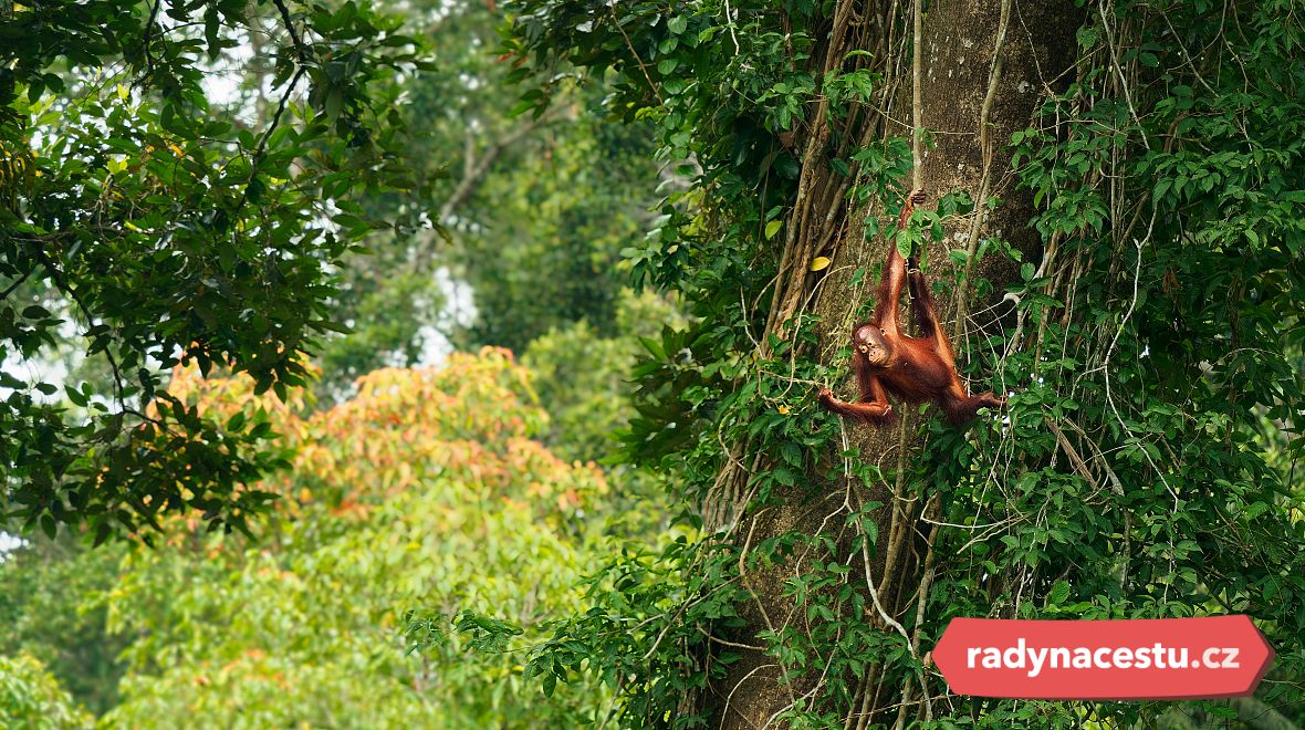 Objevte nedotknutelnou přírodu Bornea