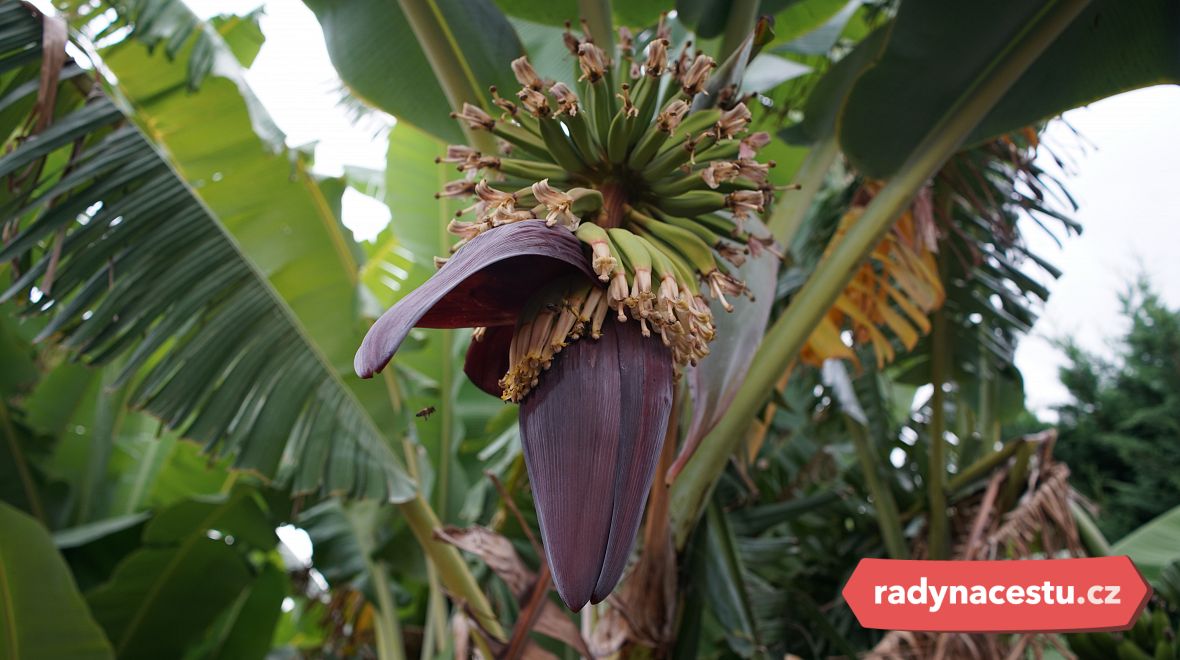 Madeirské banány jsou méně a sladké než ty, které známe z našich obchodů