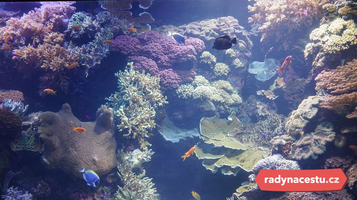Podmořský svět hýří všemi barvami