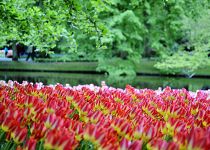 Květinové Holandsko