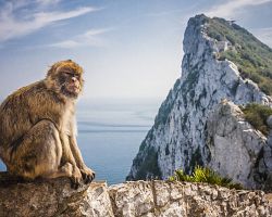 Volně žijící makakové na Gibraltarské skále