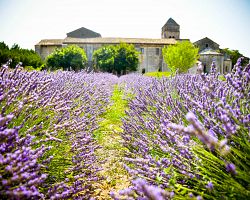 Voňavá levandulová Provence