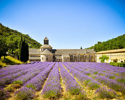 Levandulová pole a klášter Sénanque