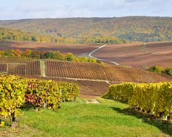 Úrodné vinice regionu Champagne
