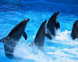 Delfíní show v Marinelandu v Antibes