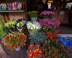 Květinové trhy plné barev