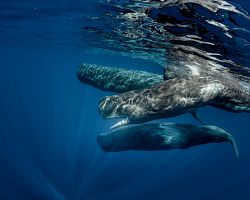Na Azorech lze pozorovat velryby