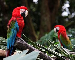 Papoušci ara v ptačím parku Puerto Iguazú