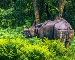 Nosorožec v národním parku Chitwan