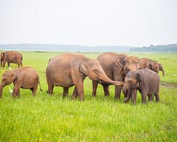 Pozorování sloní rodinky v NP Minneryia