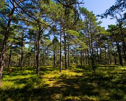 Borový les na ostrově Sandhamn