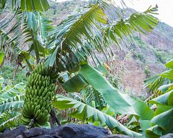 Banánová plantáž na Madeiře