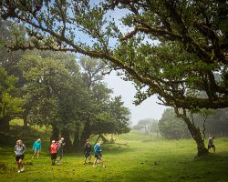 Naši cestovatelé ve vavřínovém lese Fanal