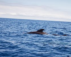 Vidět velrybu ve volné přírodě je zážitek pro každého cestovatele