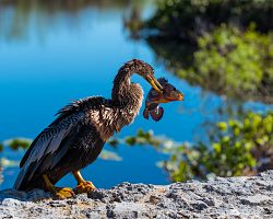 Pozorování vodních ptáků během lovu v NP Everglades… Dopřejte si jedinečné zážitky!