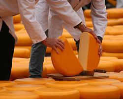 Krájení sýrů na trzích v Alkmaaru