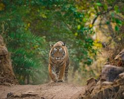 Pozorování tygrů ve volné přírodě v národním parku Ranthambore