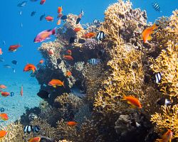 Barevný podmořský život v Rudém moři