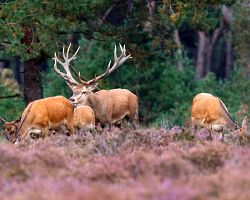Zvířecí obyvatelé národního parku Hoge Veluwe – jeleni evropští