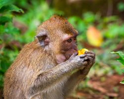 Zvířecí obyvatelé džungle v Khao Sok – makakové