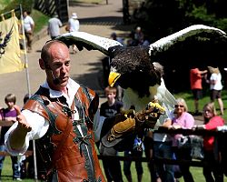 Sokolnické vystoupení s dravými ptáky na hradě Warwick
