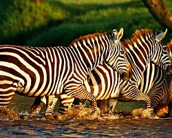 Zebry v národním parku Lake Nakuru