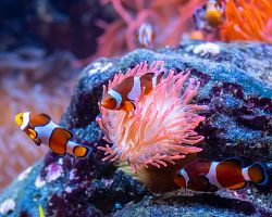 Pestrobarevný korálový svět pod mořskou hladinou