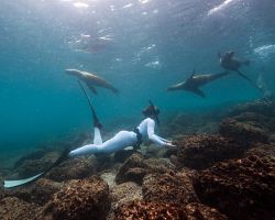 Hraví lachtani při šnorchlování na Galapágách