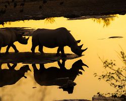 Nosorožci černí při nočním safari – dopřejte si fantastický zážitek!