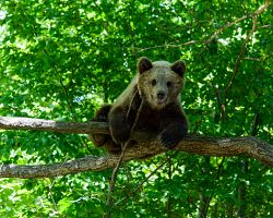 Libearty Sanctuary – největší medvědí rezervace na světě