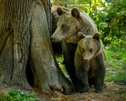 Zachránění medvědi žijící v rezervaci Libearty Sanctuary